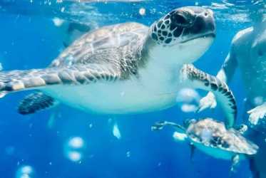 Miasto duchów, Famagusta, Salamina z rejsem na Blue Lagoon i zatokę żółwi z Larnaki